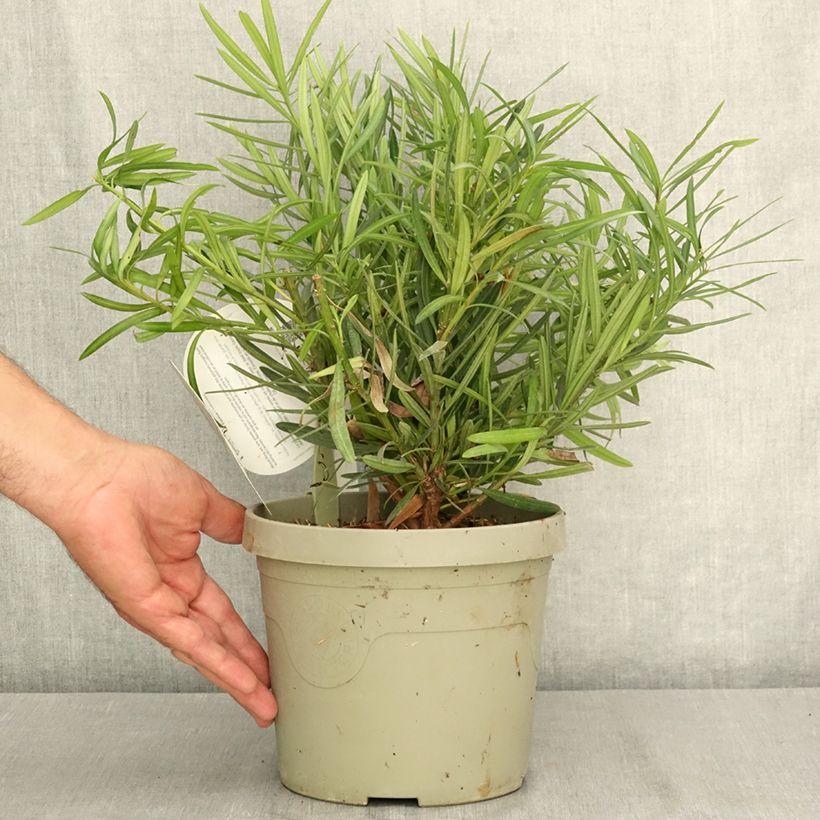 Ejemplar de Podocarpus macrophyllus Mood Ring - Mañíos Maceta 3L/4L entregado en verano