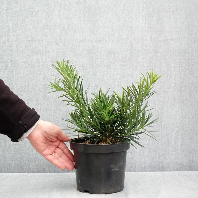 Ejemplar de Podocarpus macrophyllus - Mañíos Maceta 2L/3L entregado en otoño