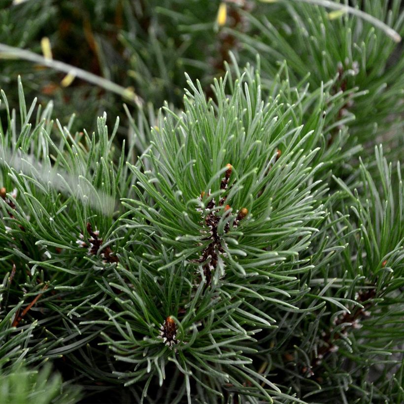 Pino negro mughus - Pinus mugo (Follaje)