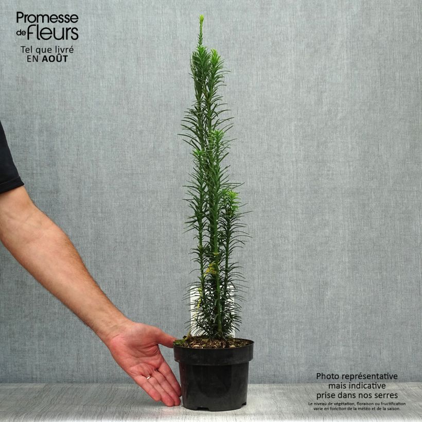 Ejemplar de Cephalotaxus harringtonia Fastigiata - Cefalotejo Maceta 2L/3L entregado en verano