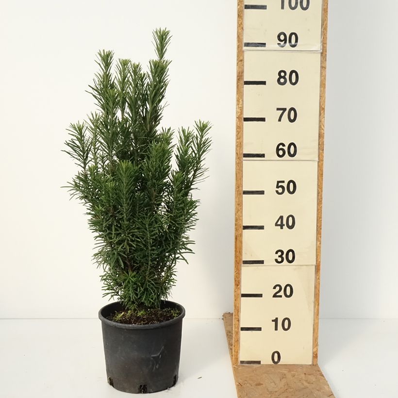 Ejemplar de Cephalotaxus harringtonia Fastigiata - Cefalotejo Maceta 4L/5L entregado en otoño