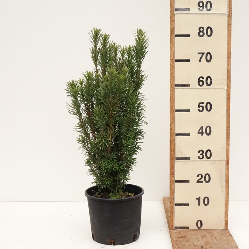 Cephalotaxus harringtonia Fastigiata - Cefalotejo Maceta 7,5L/10L Ejemplar entregado en invierno