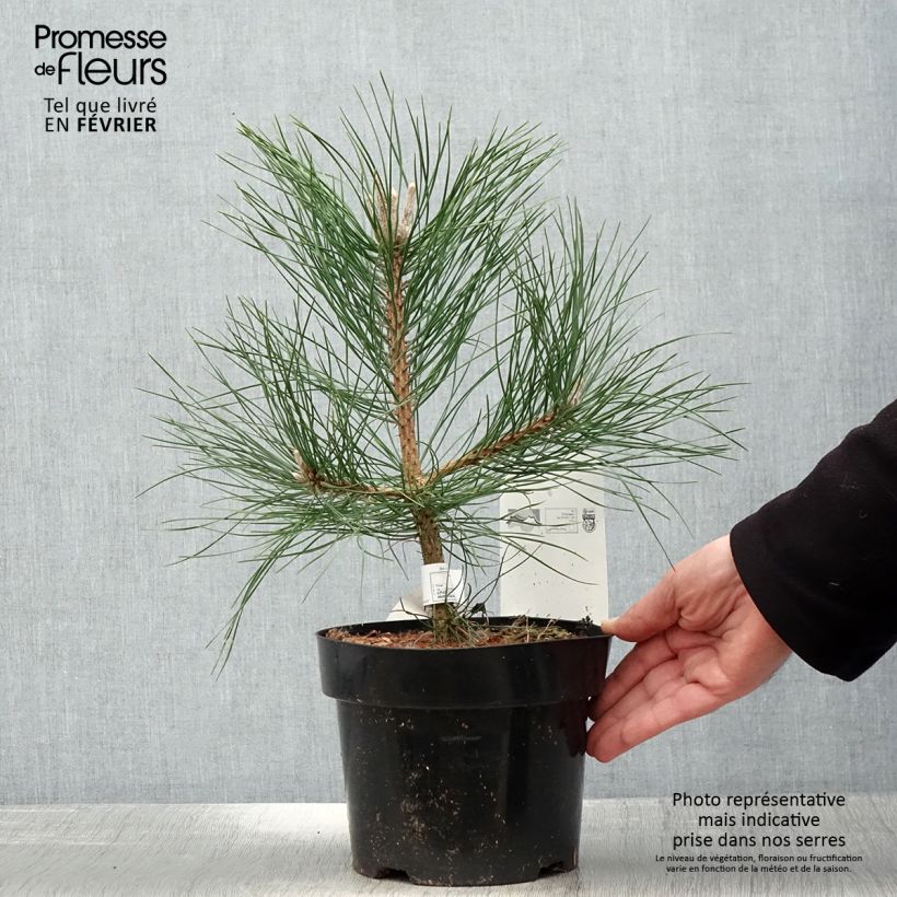 Pino laricio nigra - Pinus nigra Maceta 2L/3L Ejemplar entregado en invierno