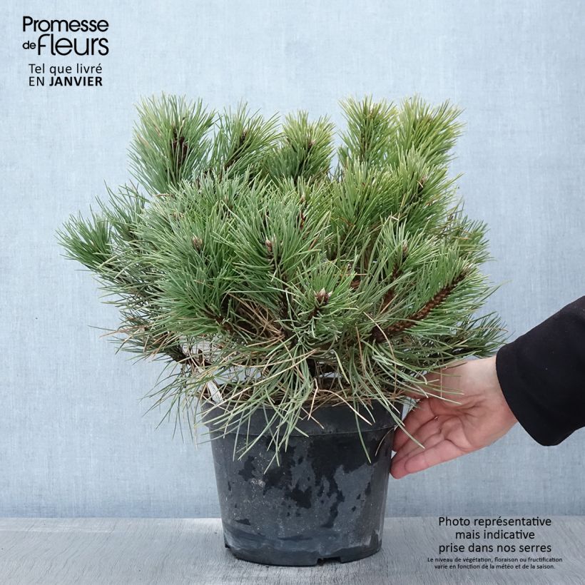 Pino laricio Nana - Pinus nigra Maceta 7,5L/10L Ejemplar entregado en invierno