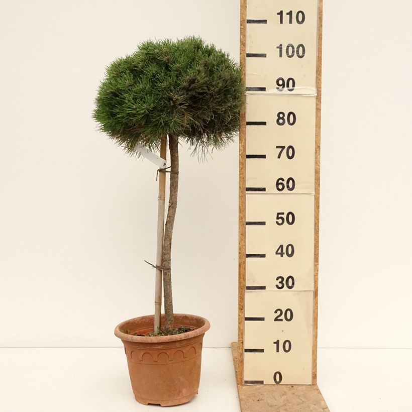 Ejemplar de Pino laricio Marie Brégeon - Pinus nigra Maceta 7,5L/10L, Medio tallo entregado en verano