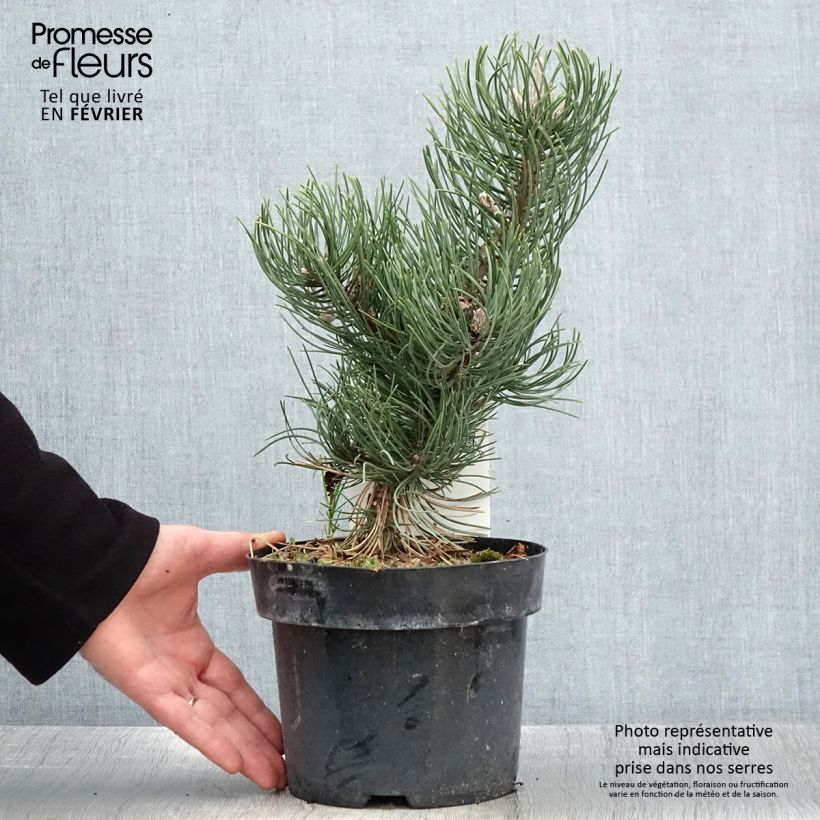 Pino laricio Oregon Green - Pinus nigra Maceta 2L/3L Ejemplar entregado en invierno