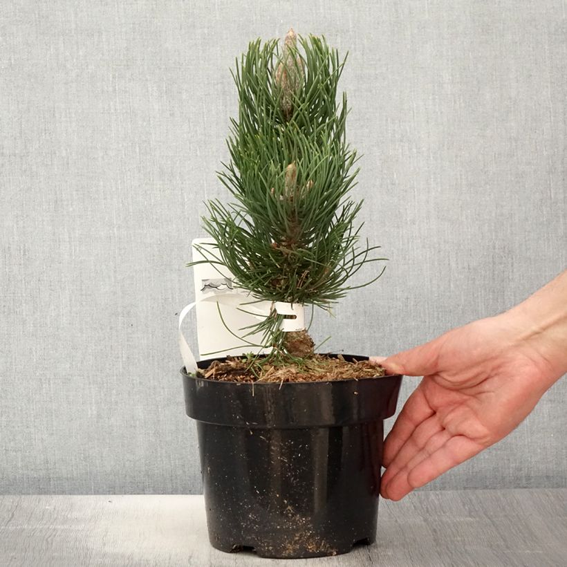 Pino laricio Oregon Green - Pinus nigra Maceta 2L/3L Ejemplar entregado en la primavera