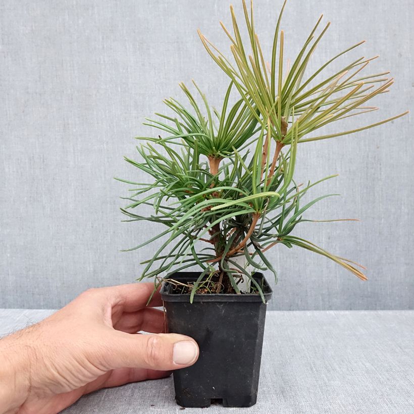 Ejemplar de Sciadopitys verticillata - Pino sombrilla de Japón Maceta de 8/9 cm entregado en otoño