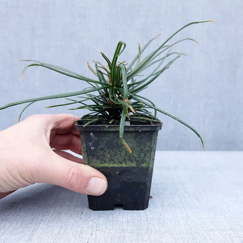 Sciadopitys verticillata - Pino sombrilla de Japón Maceta de 8/9 cm Ejemplar entregado en invierno