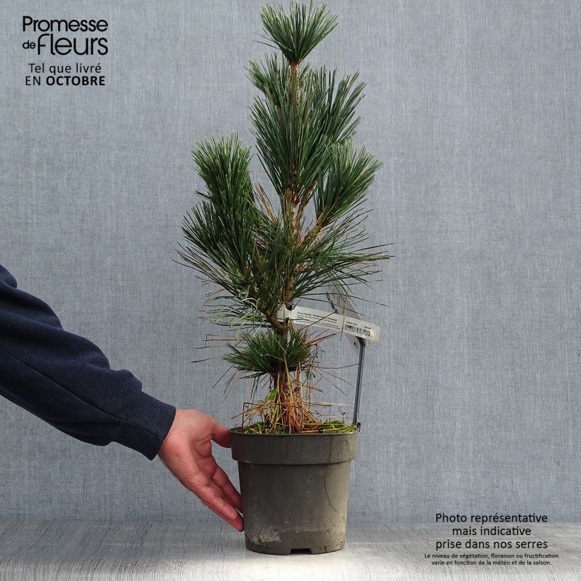 Ejemplar de Pinus flexilis Vanderwolfs Pyramid Maceta 2L/3L entregado en otoño