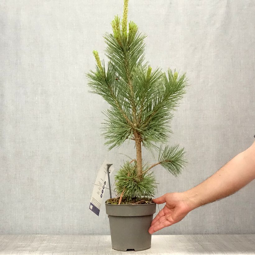 Ejemplar de Pinus flexilis Vanderwolfs Pyramid Maceta 2L/3L entregado en verano