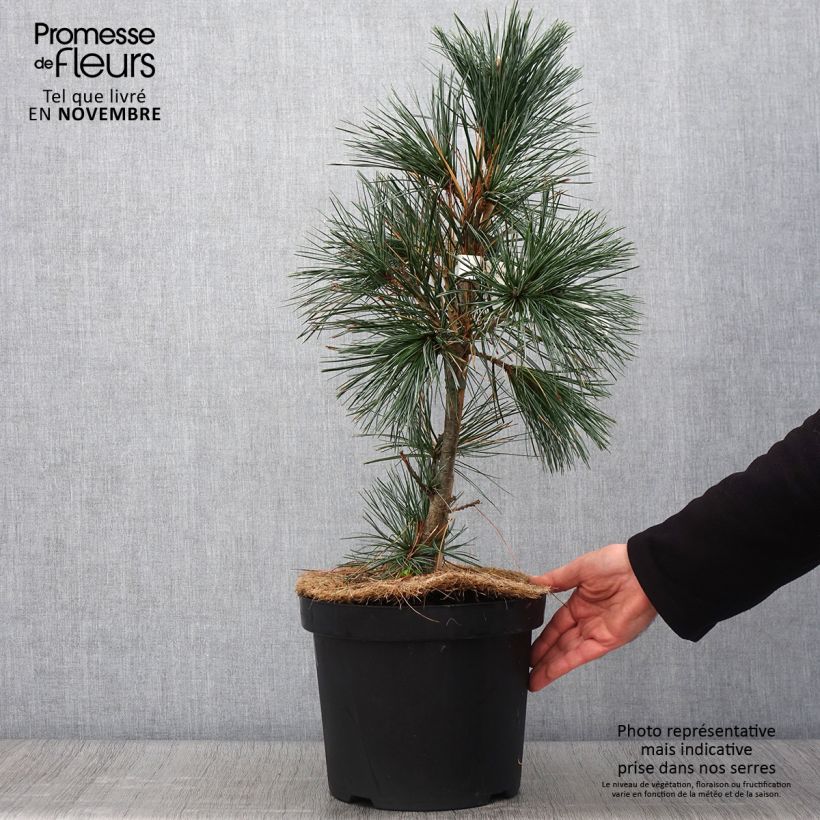 Ejemplar de Pinus flexilis Vanderwolfs Pyramid Maceta 7,5L/10L entregado en otoño