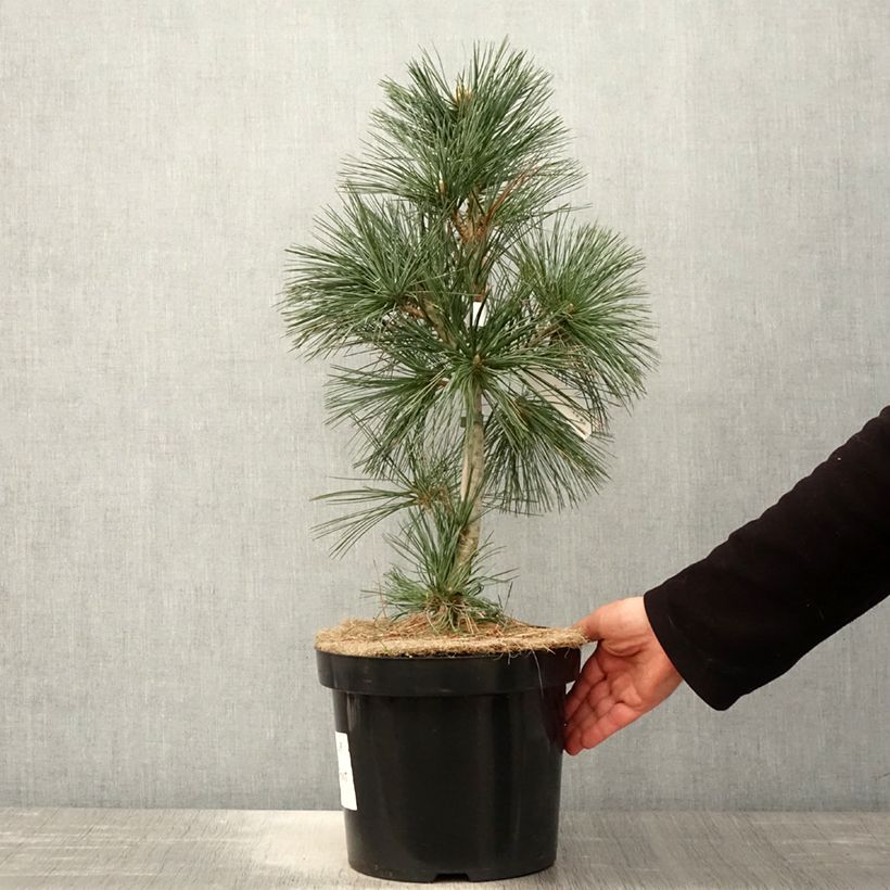 Pinus flexilis Vanderwolfs Pyramid Maceta 7,5L/10L Ejemplar entregado en la primavera