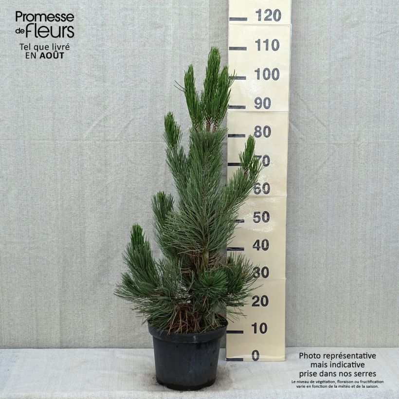 Ejemplar de Pinus heldreichii Satellit - Pino de los Balcanes Maceta 7,5L/10L entregado en verano