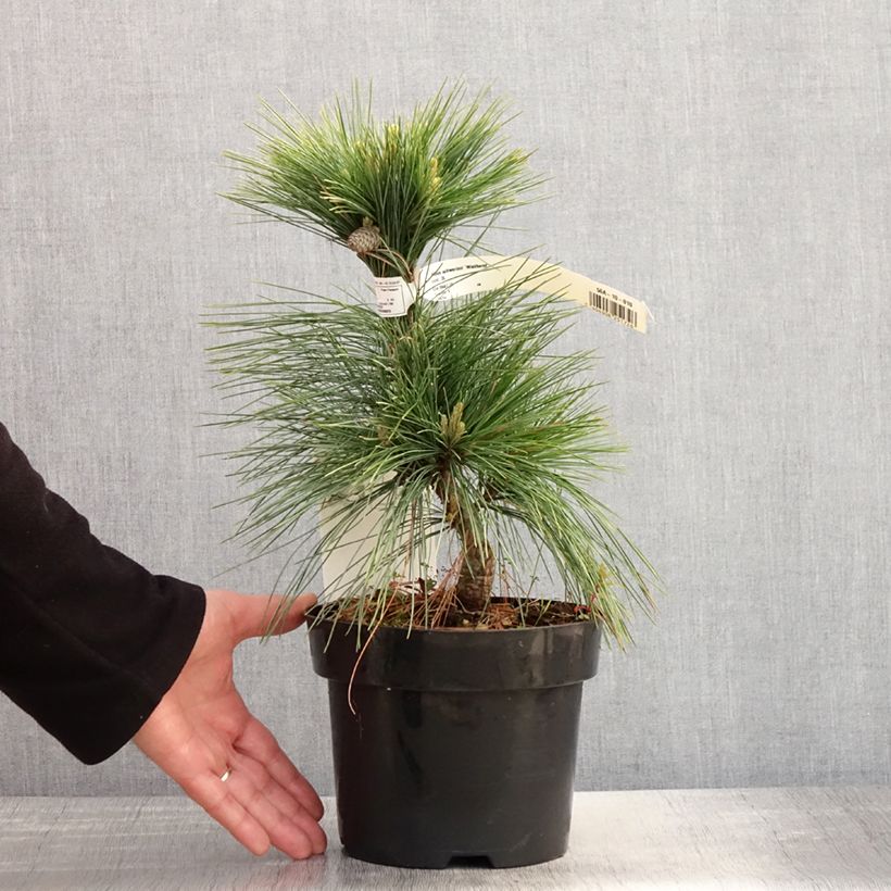 Pinus schwerinii Wiethorst Maceta 2L/3L Ejemplar entregado en la primavera