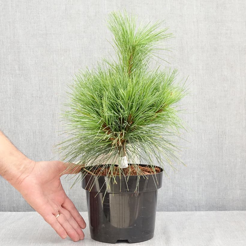 Ejemplar de Pinus schwerinii Wiethorst Maceta 2L/3L entregado en verano