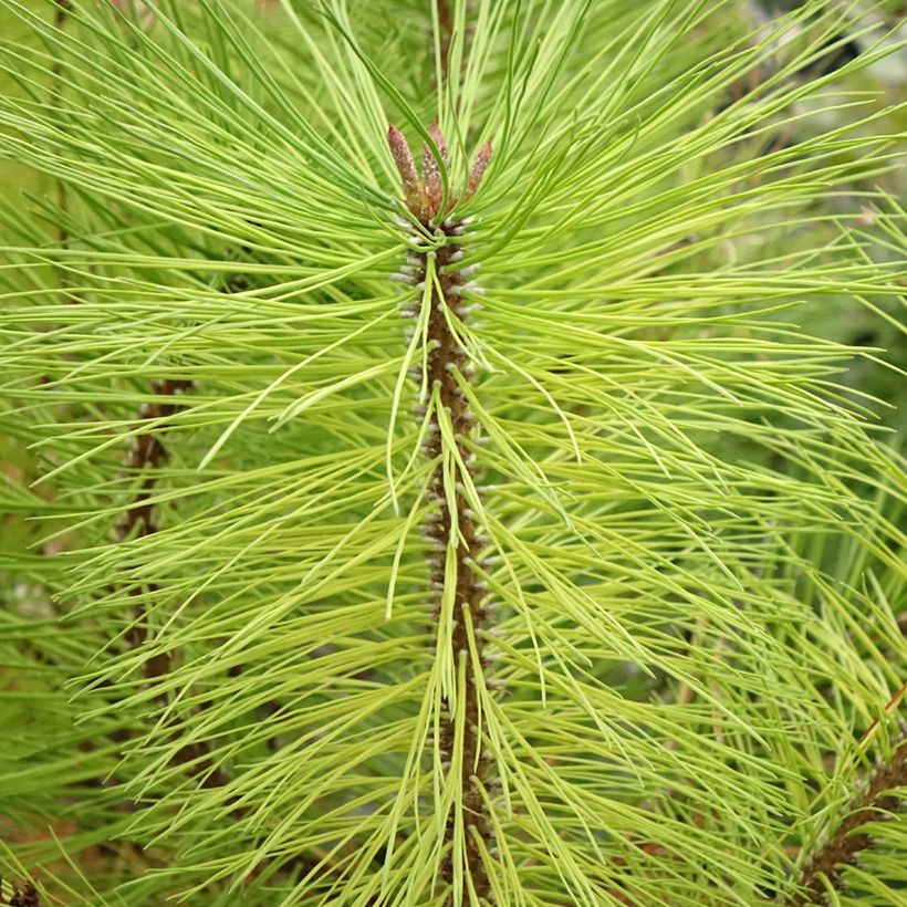 Pinus ponderosa - Pino ponderosa (Follaje)