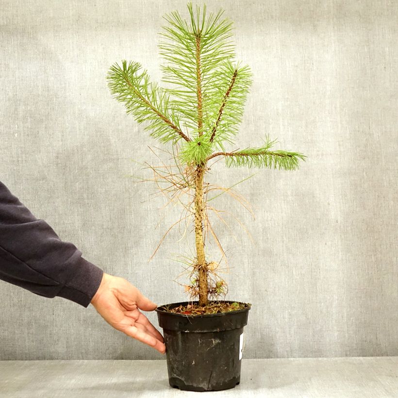 Ejemplar de Pinus ponderosa - Pino ponderosa Maceta 3L/4L entregado en otoño