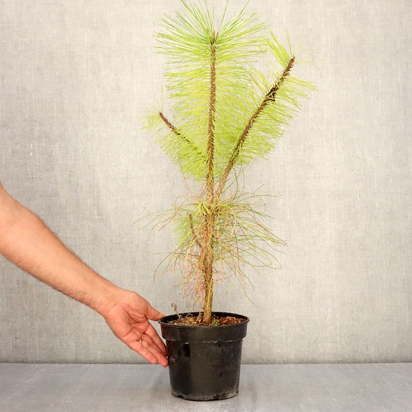 Ejemplar de Pinus ponderosa - Pino ponderosa Maceta 3L/4L entregado en verano