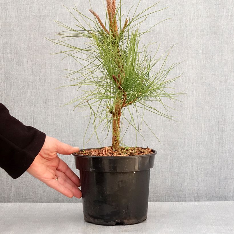 Pinus ponderosa - Pino ponderosa Maceta 3L/4L Ejemplar entregado en invierno