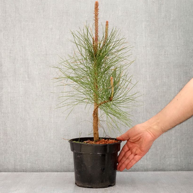 Pinus ponderosa - Pino ponderosa Maceta 3L/4L Ejemplar entregado en la primavera