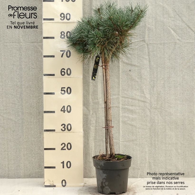 Ejemplar de Pino silvestre Chantry Blue - Pinus sylvestris Pieza entregado en otoño