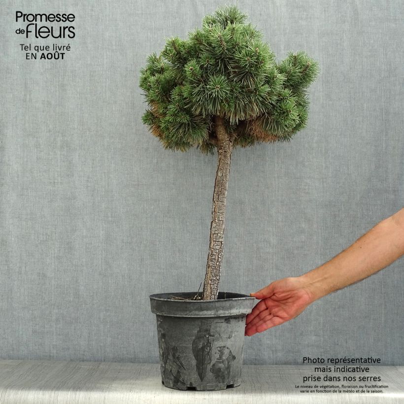 Ejemplar de Pino silvestre Doone Valley - Pinus sylvestris Maceta 7,5L/10L, Medio tallo entregado en verano