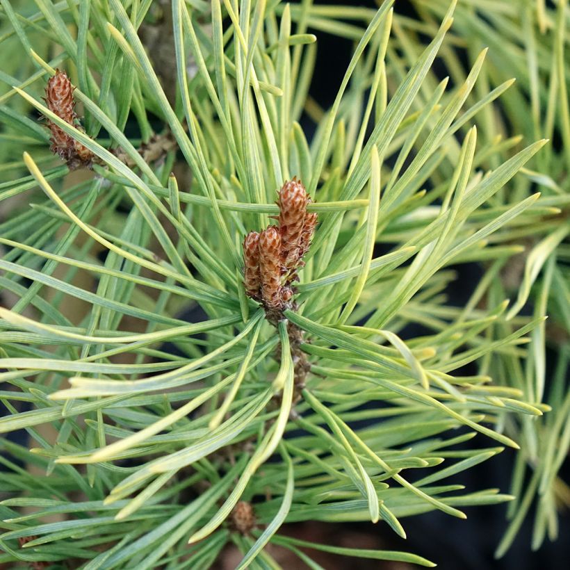 Pinus sylvestris Wintergold - Pino silvestre (Follaje)