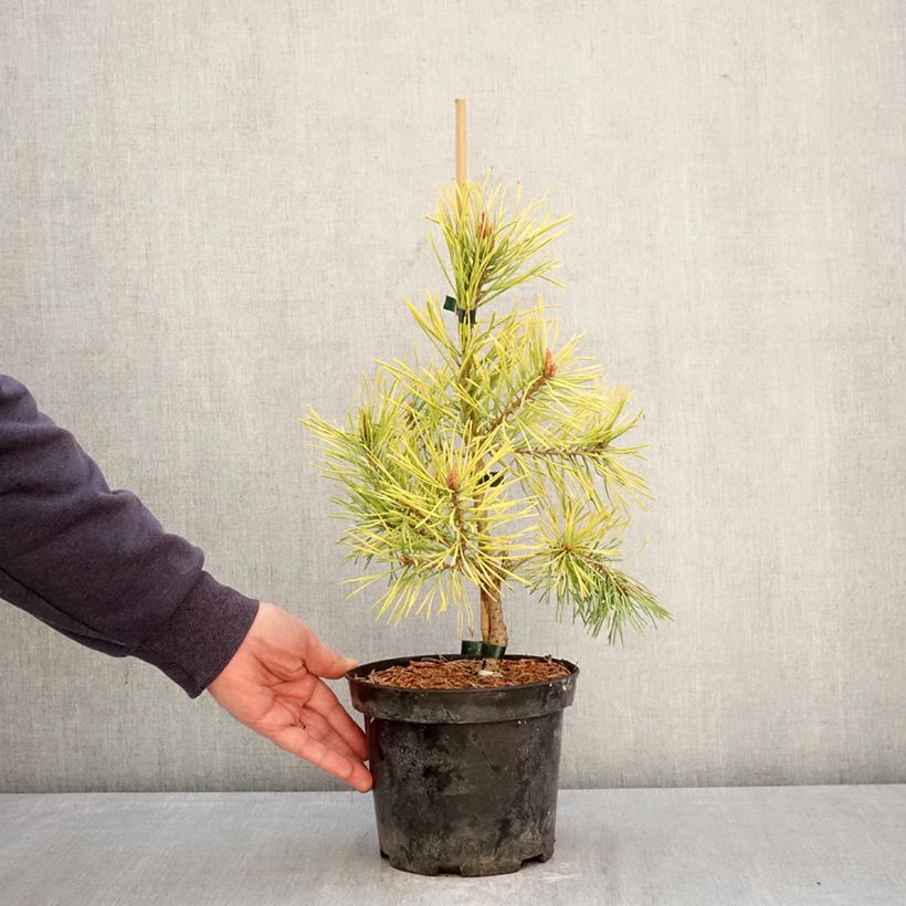 Pinus sylvestris Wintergold - Pino silvestre Maceta 3L/4L Ejemplar entregado en la primavera