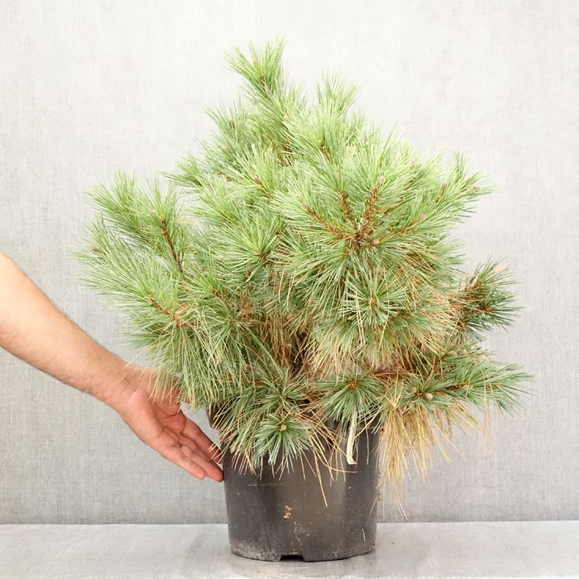 Ejemplar de Pino de Weymouth Blue Shag - Pinus strobus Maceta 7,5L/10L entregado en verano
