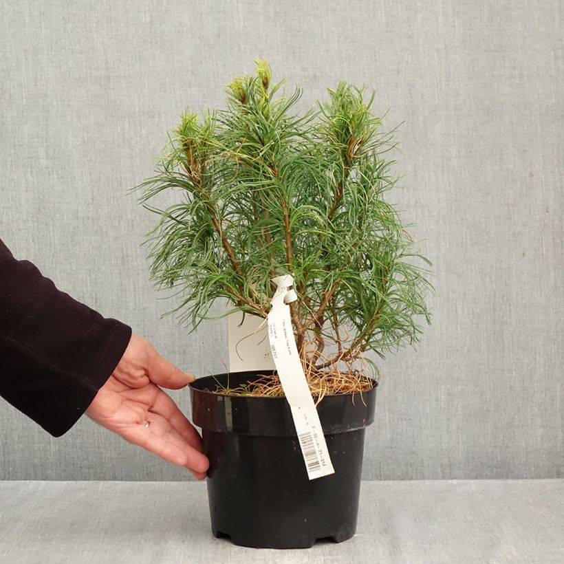 Ejemplar de Pino de Weymouth Tiny Kurls - Pinus strobus Maceta 2L/3L entregado en otoño
