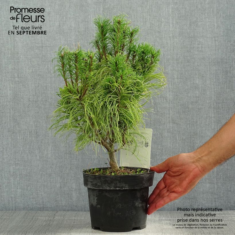 Ejemplar de Pino de Weymouth Tiny Kurls - Pinus strobus Maceta 2L/3L entregado en verano