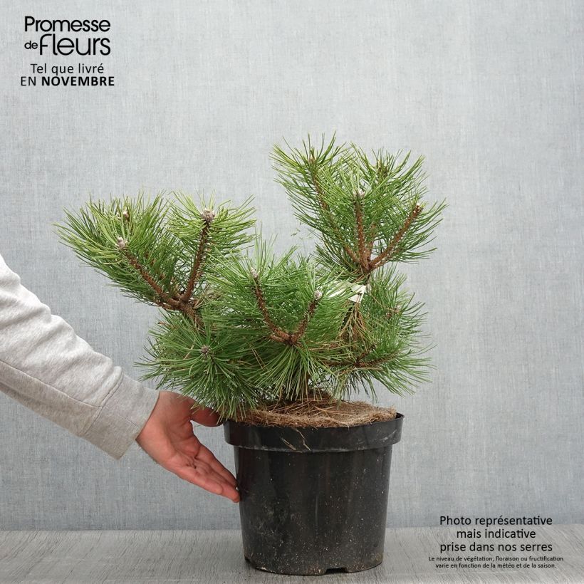 Ejemplar de Pino rojo japonés Jane Kluis - Pinus densiflora Maceta 7,5L/10L entregado en otoño