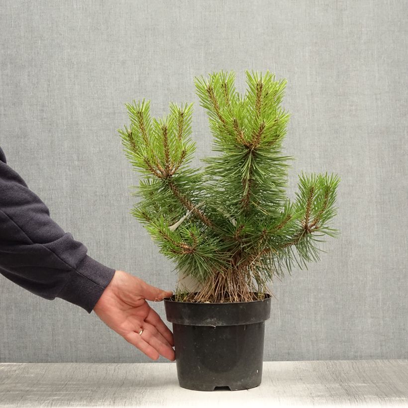 Ejemplar de Pino rojo japonés Jane Kluis - Pinus densiflora Maceta 2L/3L entregado en verano