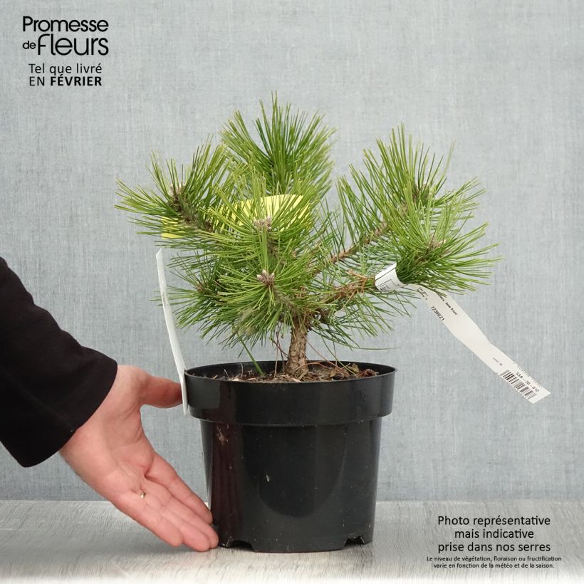 Pino rojo japonés Jane Kluis - Pinus densiflora Maceta 2L/3L Ejemplar entregado en invierno