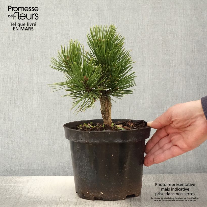 Pinus heldreichii Schmidtii - Pino de los Balcanes Maceta 2L/3L Ejemplar entregado en la primavera