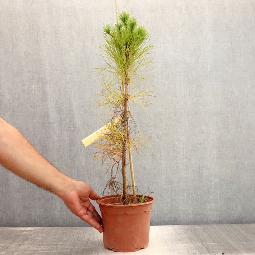 Ejemplar de Pino de California - Pinus insignis Maceta 2L/3L entregado en verano