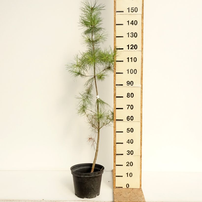 Ejemplar de Pino de California - Pinus insignis Maceta 7,5L/10L entregado en verano