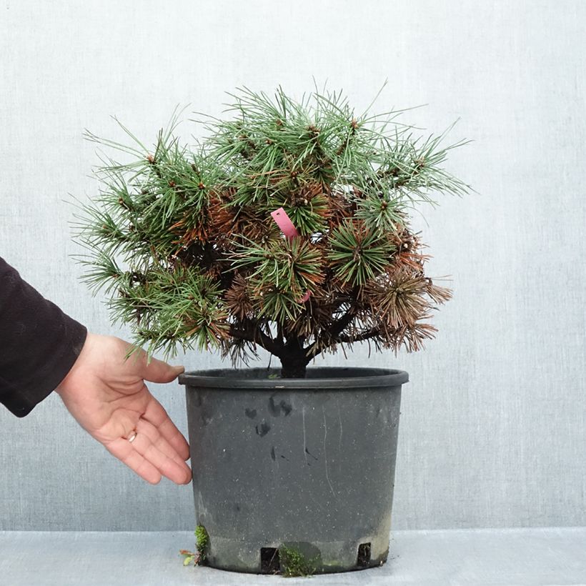 Ejemplar de Pino negro Humpy - Pinus mugo Maceta 7,5L/10L entregado en otoño
