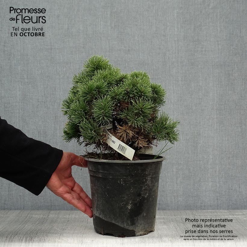 Ejemplar de Pino negro Picobello - Pinus mugo Maceta 2L/3L entregado en otoño