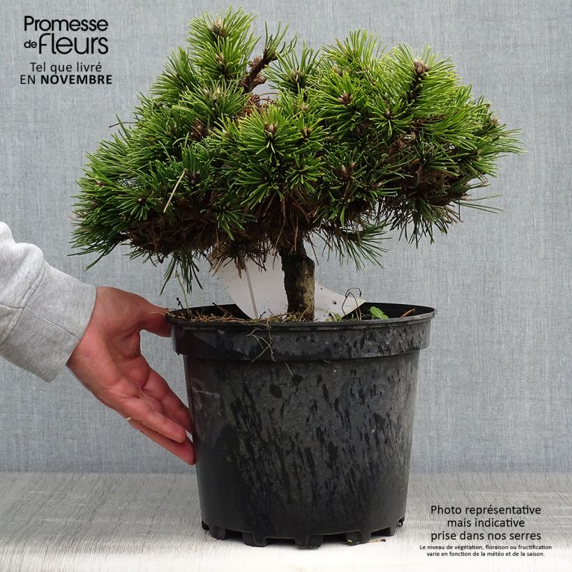 Ejemplar de Pino laricio Agnes Brégeon - Pinus nigra Maceta 6L/7L entregado en otoño