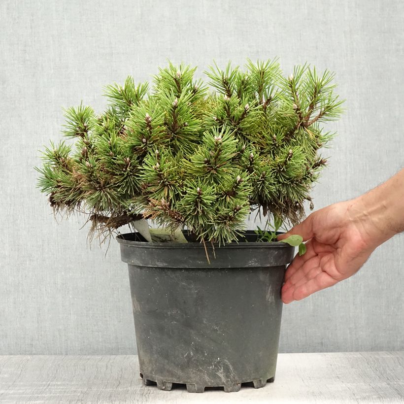 Ejemplar de Pino laricio Agnes Brégeon - Pinus nigra Maceta 6L/7L entregado en verano