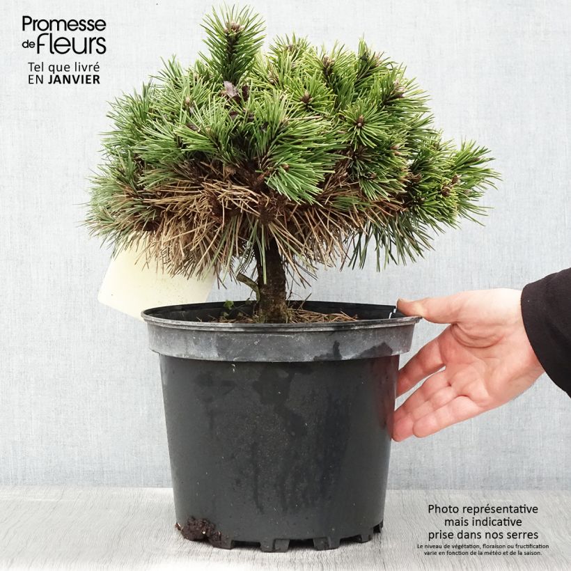 Pino laricio Agnes Brégeon - Pinus nigra Maceta 6L/7L Ejemplar entregado en invierno