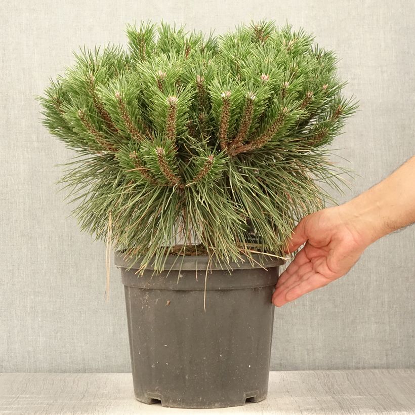 Ejemplar de Pinus nigra Brégeon - Pinus nigra Maceta 7,5L/10L entregado en verano