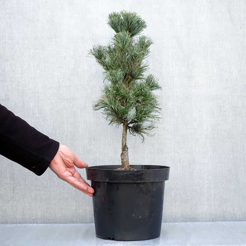 Ejemplar de Pino blanco japonés Azumi Goye - Pinus parviflora Maceta 7,5L/10L entregado en otoño