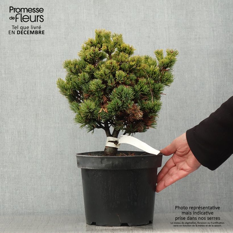 Ejemplar de Pino blanco japonés Beran - Pinus parviflora Maceta 4L/5L entregado en otoño