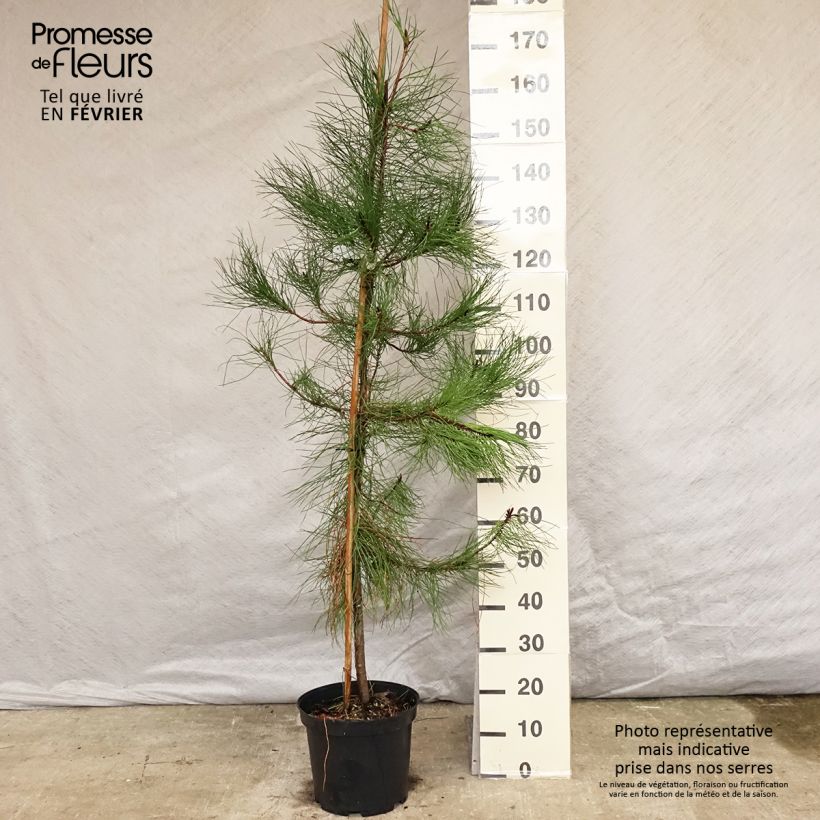 Pino marítimo - Pinus pinaster Maceta 7,5L/10L Ejemplar entregado en invierno