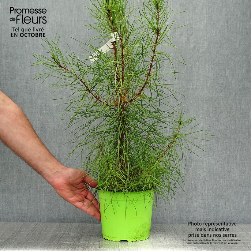 Ejemplar de Pino marítimo - Pinus pinaster Maceta 2L/3L entregado en otoño