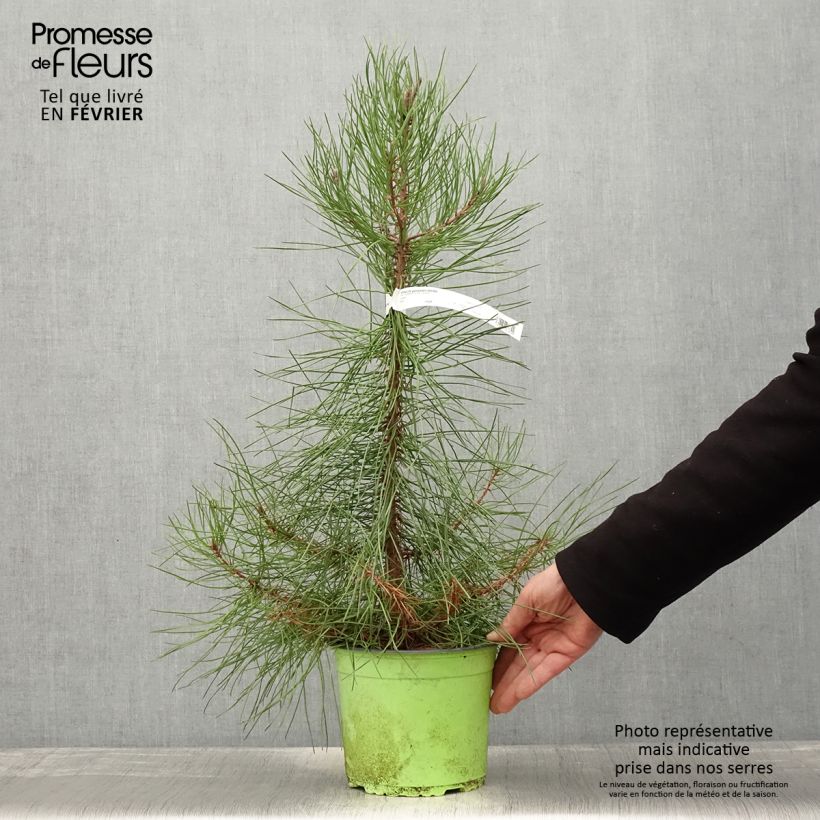 Pino marítimo - Pinus pinaster Maceta 2L/3L Ejemplar entregado en invierno