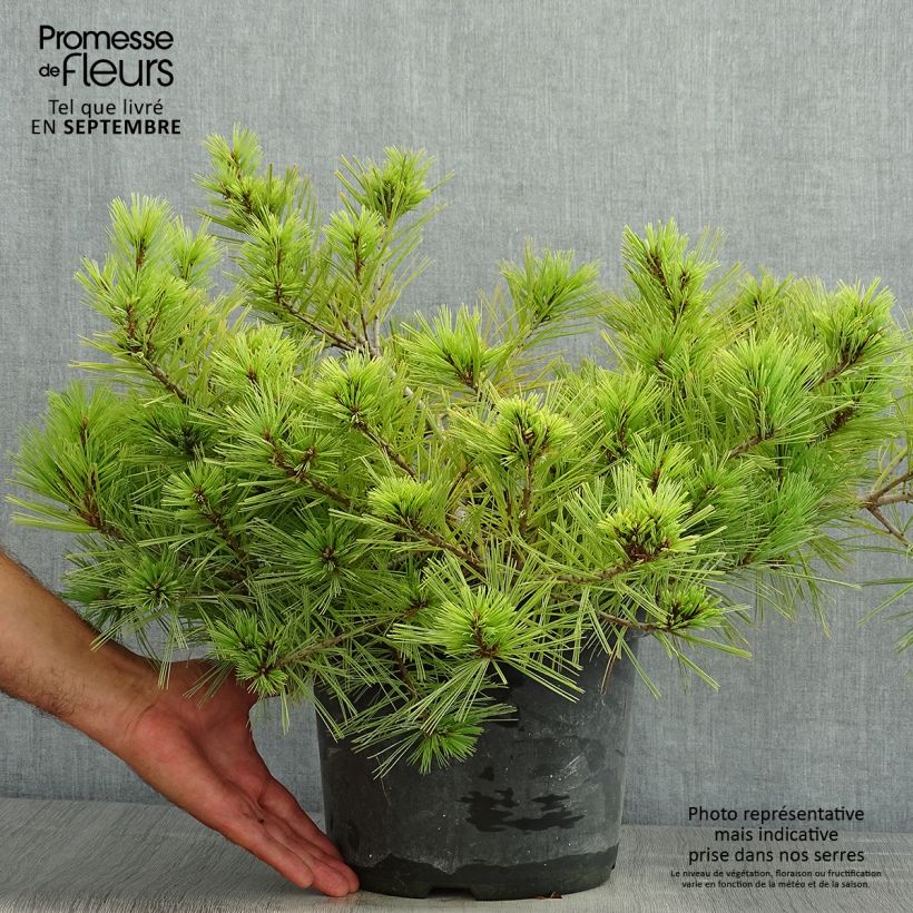 Ejemplar de Pino de Weymouth Minima - Pinus strobus Maceta 7,5L/10L entregado en verano